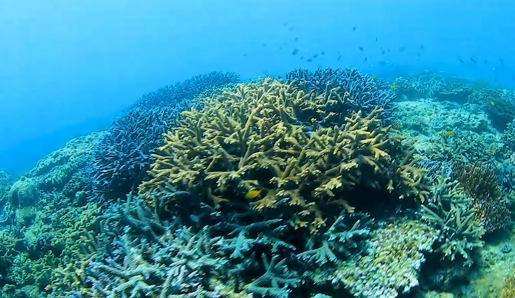 宜野湾市沿岸のサンゴ礁